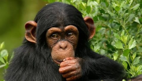 2 Days Chimpanzee Tracking Kibale