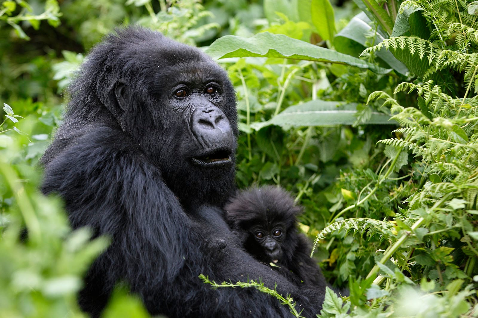 5 Days Uganda Primate Tracking Safari