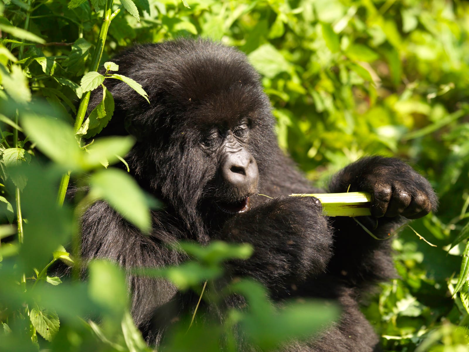 Where to See Gorillas in Africa