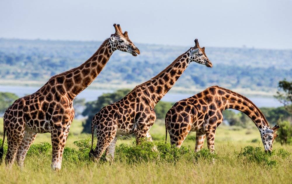 National Parks in Uganda